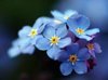 Forget me not seeds in a can