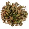 Rose of Jericho