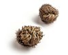 Rose of Jericho