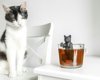 Tea infuser CAT