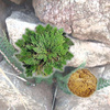 Rose of Jericho