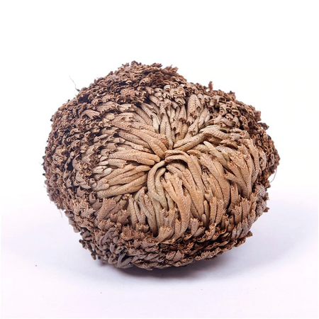 Rose of Jericho