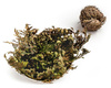 Rose of Jericho