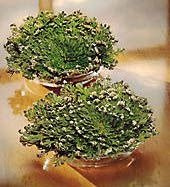 Rose of Jericho