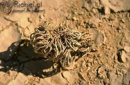 Rose of Jericho