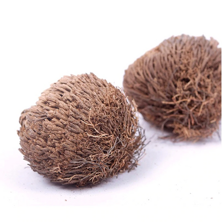 Rose of Jericho