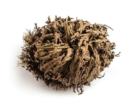 Rose of Jericho