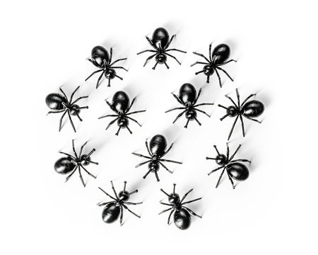 ANT party picks