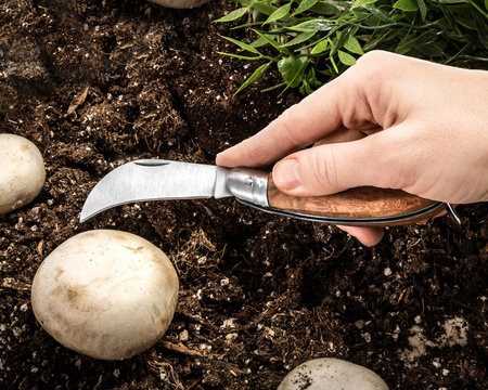 Garden & mushroom knife sickle-shaped 