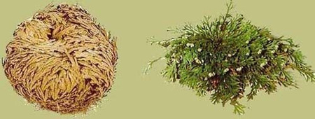 Rose of Jericho