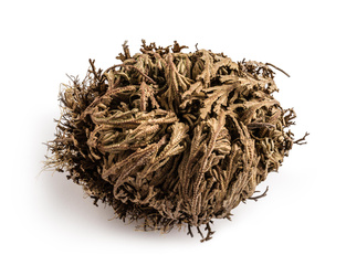 Rose of Jericho